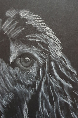 Dog Drawing Step 4 Dog Drawing Step 4