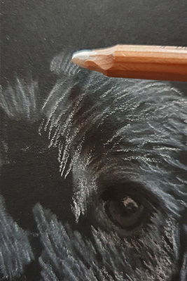 Dog Drawing Step 5 Dog Drawing Step 5