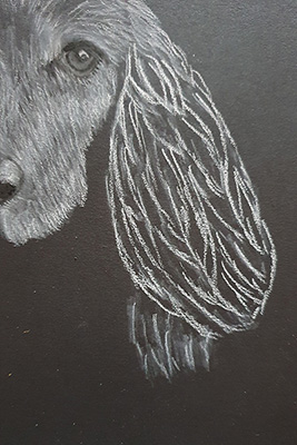 Dog Drawing Step 7 Dog Drawing Step 7