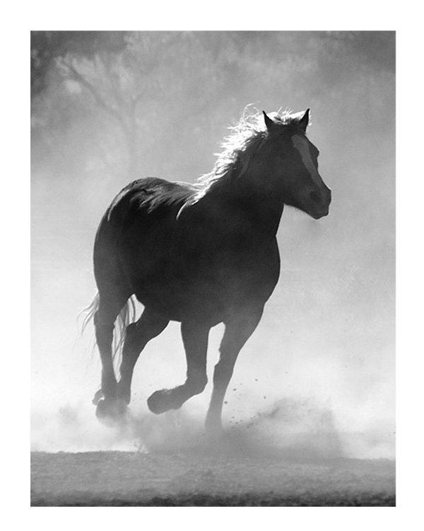 Original Horse Picture