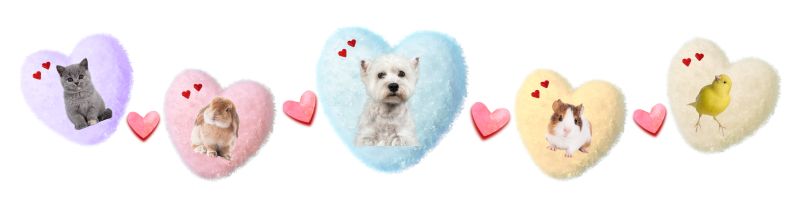PetsInHeaven