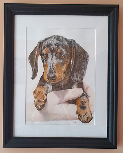 Dachshund Puppy Drawing